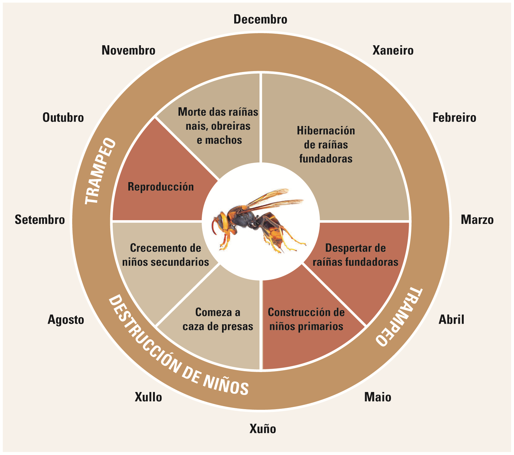 nespra asiática