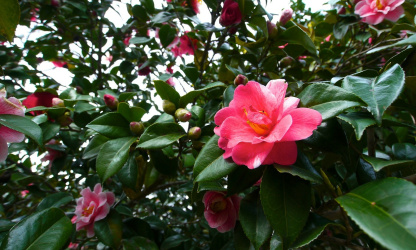 camelias